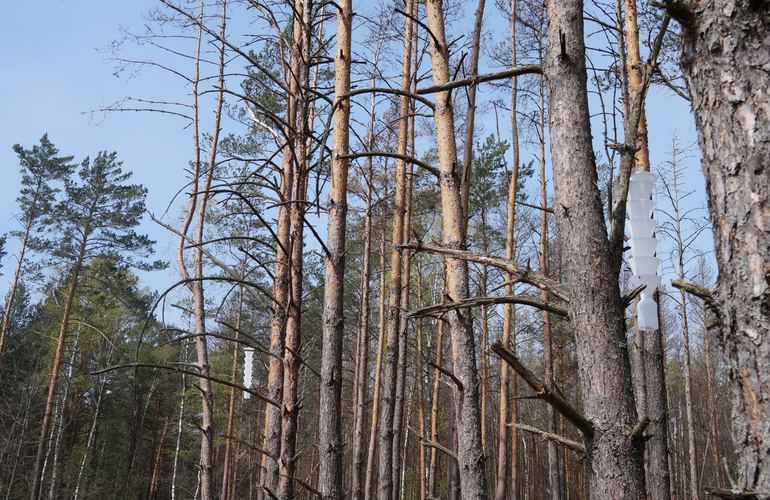Чтобы спасти леса от усыхания, житомирские лесоводы запустили флешмоб «Елка challenge». ВИДЕО