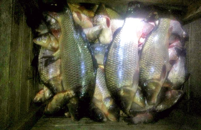 В Житомирской области массово нарушают правила рыболовли и крадут рыбу из прудов