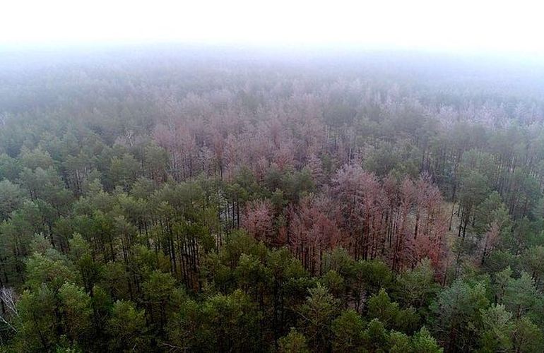 Cотни гектар соснового леса на Житомирщине повреждены опасным вредителем - лесхоз