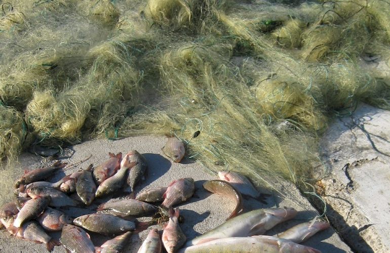 1,5 километра браконьерских сетей выловили из реки в Житомирском районе. ФОТО