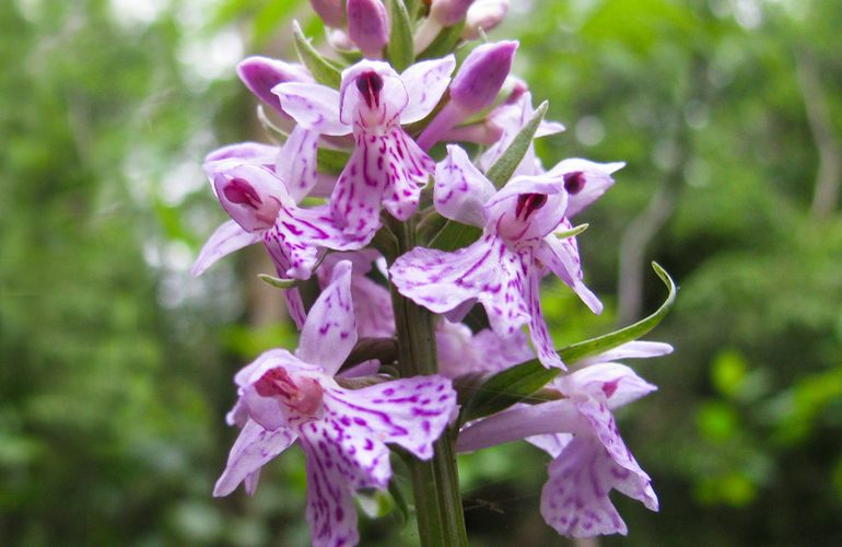 На севере Житомирщины расцвели уникальные краснокнижные цветы – полесские орхидеи