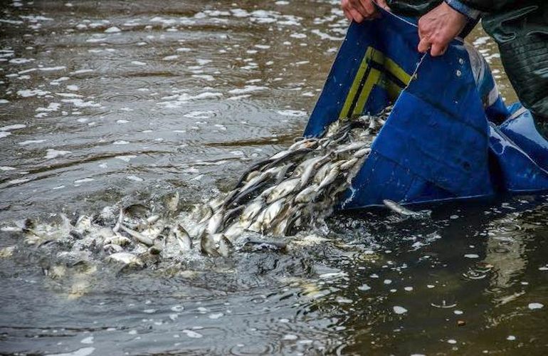 Под Житомиром в реку Тетерев выпустят 6 тонн рыбы