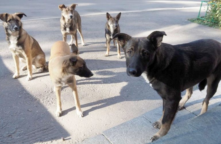 «Угроза для наших детей»: горожане требуют убрать бродячих собак с улиц Житомира