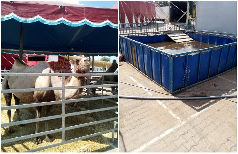 В Житомире оштрафовали гастрольный цирк за ненадлежащее содержание животных