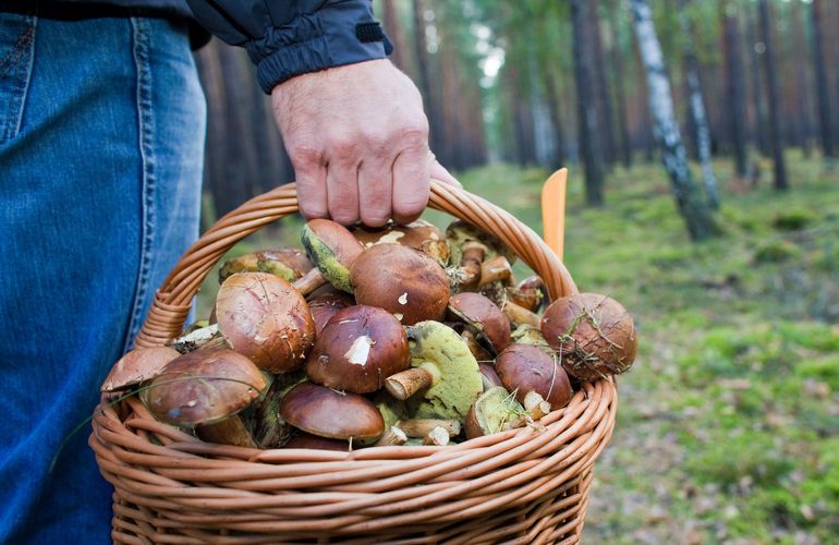 Почти половина грибов, растущих в лесах Житомирской области, загрязнены радиацией