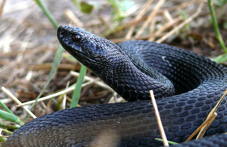 С начала года из-за укусов змей пострадали 10 жителей Житомирщины