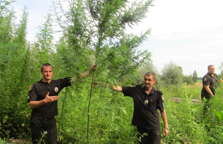 Житель села на Житомирщине вырастил коноплю высотой в 3 метра. ФОТО