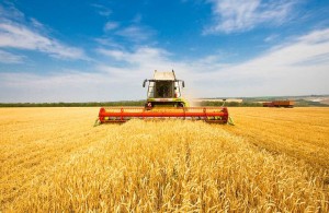 В Украине заработала новая доска аграрных объявлений "Агрокаталог"
