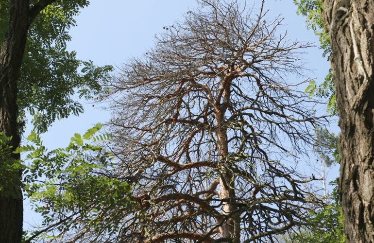 В житомирском Гидропарке срежут почти две сотни деревьев. ФОТО