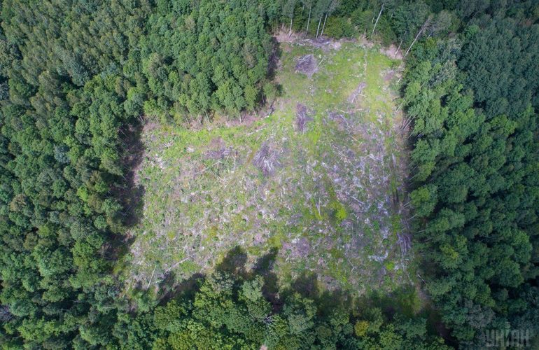 «Санитарная вырубка»: на Житомирщине уничтожили лес, причинив ущерб в 15 млн гривен