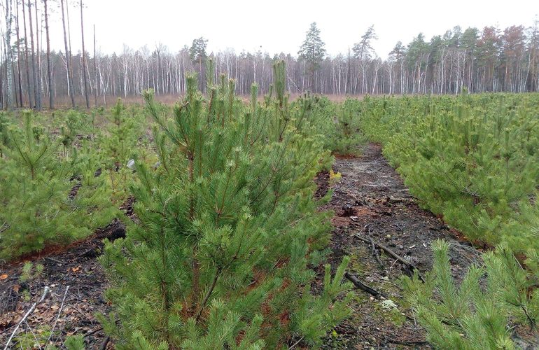 В Житомирской области в прошлом году высадили более 6000 га леса