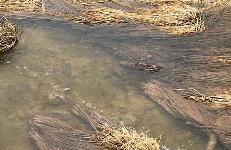 Экологи бьют тревогу: в Житомирской области снова загрязняют реку Хомора