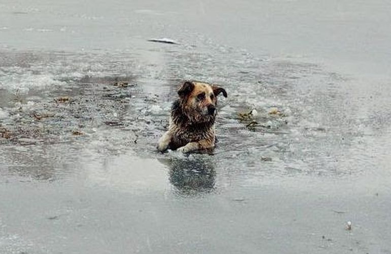 «Герой Коростеня»: на Житомирщине школьник спас собаку, которая провалилась под лед. ВИДЕО