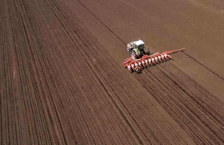 Особенности посева в 2021 году и основные критерии выбора семян кукурузы в Украине