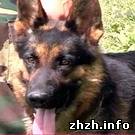 Надзвичайні події: В Житомирской области поисковая собака спасла жизнь беспомощной старушке. ВИДЕО