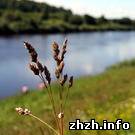 Надзвичайні події: В Житомирской области за лето утонул уже четвертый ребенок