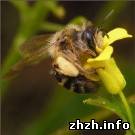 В Житомирской области активно развивают пчеловодство - Рыжук