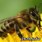 Из-за человеческой халатности в Житомирской области погибли миллионы пчел