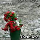 Цветы в Житомире продают школьникам по доступным ценам. ФОТО