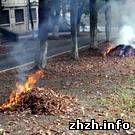 В Житомире экологи запретили сжигать опавшие листья и траву