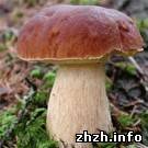 Житомирская область лидер по числу отравлений грибами и смертельных исходов - Минздрав