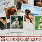 Люди і Суспільство: Защитники животных раскритиковали идею Боровца перестрелять в Житомире бродячих собак