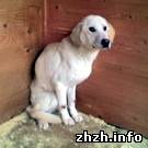 Общество: В Житомире кто-то массово травит бродячих собак?