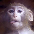 В Житомирском ТРЦ «Глобал» проходит выставка карликовых обезьянок. ФОТО