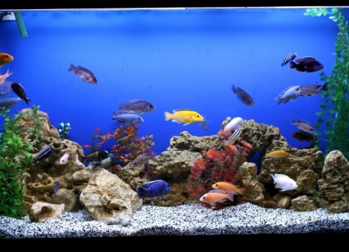 Где можно заказать все необходимое для аквариума?