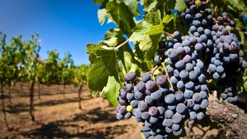 Выбор и правила посадки саженцев винограда