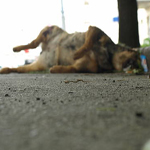 Люди і Суспільство: В Житомире опять массово травят собак
