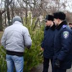 Житомирская милиция проводит рейды по выявлению незаконной продажи елок