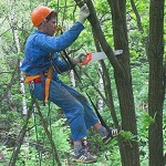 В Житомирском лесничестве во время зачистки деревьев погиб рабочий