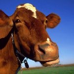 Надзвичайні події: Житомирские спасатели помогли корове выбраться из отстойника для браги