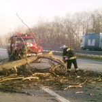 В Житомирской области упавшее дерево перегородило трассу Киев-Чоп. ФОТО