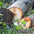 В Коростенском районе злоумышленники незаконно вырубили 162 дерева