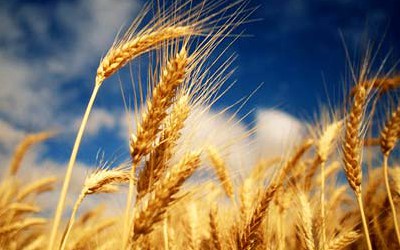 TarasS Україна - лідер з продажу пшениці в ЄС