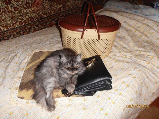 AlexGross Отдам персидскую кошку