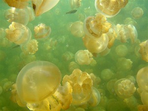  Удивительное <b>озеро</b> медуз{Фото} 