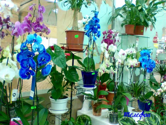 telefon Орхидеи в магазинах Житомира