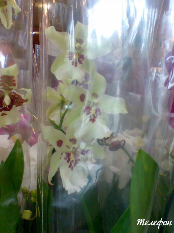telefon Орхидеи в магазинах Житомира
