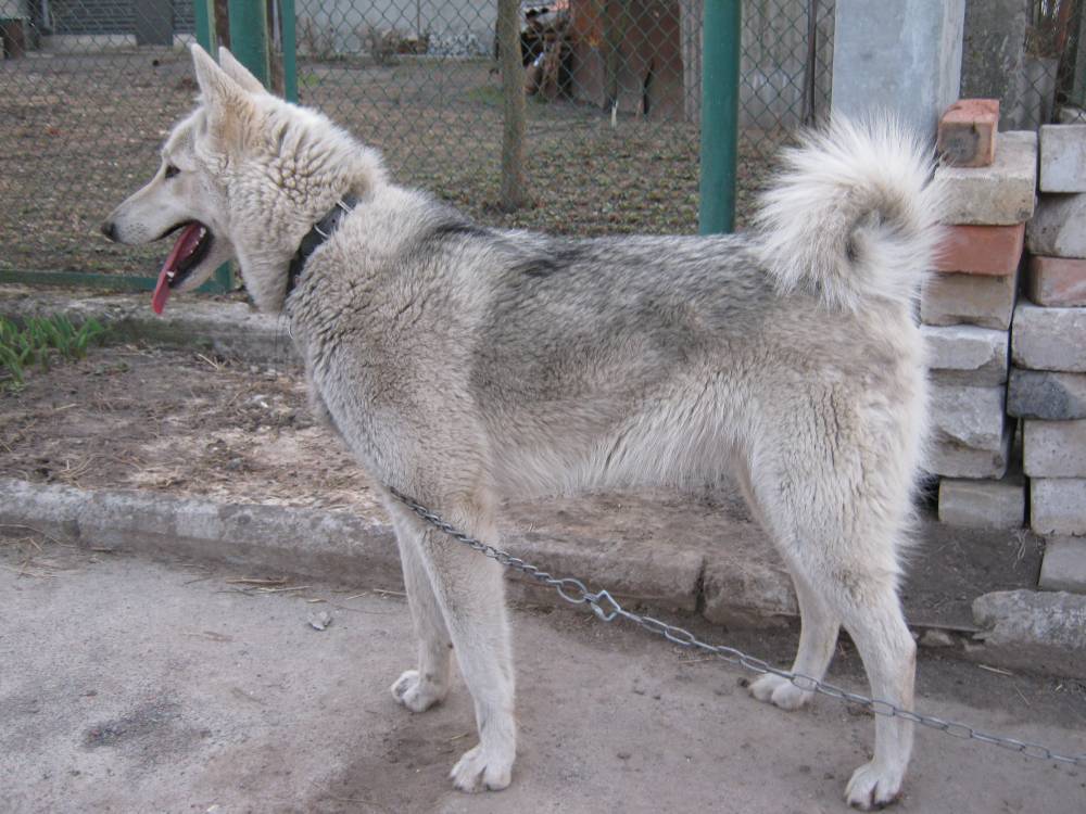 777dimon Пропала собака Західно Сибірська Лайка