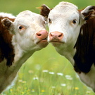 Экономика: Рыжук прослушал лекцию на тему: «Искусственное осеменение крупного рогатого скота»