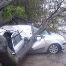 В Житомире упавшее дерево раздавило припаркованный автомобиль