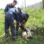 Происшествия: Житомирские сотрудники МЧС спасли козу упавшую в 5-метровую канализацию. ФОТО