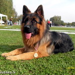 Афиша: На день города Житомира более 250 собак примут участие в выставке «Полесье-2011»
