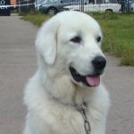 В Житомире состоялась международная выставка собак «Полесье-2011»