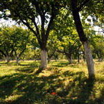 Власти Житомира обнародовали проект продажи земли в Ботаническом саду
