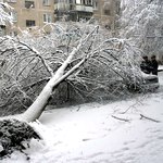 Происшествия: В Житомире аварийное дерево оборвало провода электросети, оставив жителей без электричества