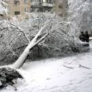  В Житомире аварийное дерево оборвало <b>провода</b> электросети, оставив жителей без электричества 
